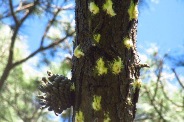Perforaciones de entrada de Tomicus piniperda en Pinus radiata